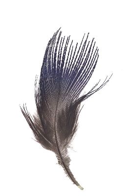 摄影-羽毛之五十 特写 羽毛,装饰画