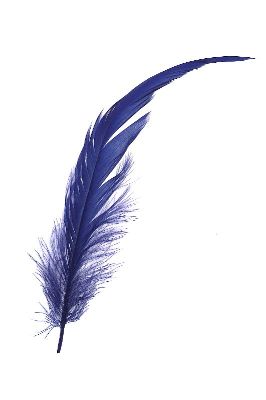 摄影-羽毛之二十一 特写 羽毛,装饰画