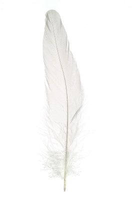 摄影-羽毛之二十三 特写 羽毛,装饰画
