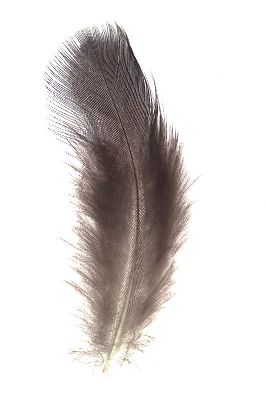 摄影-羽毛之八十七 特写 羽毛,装饰画