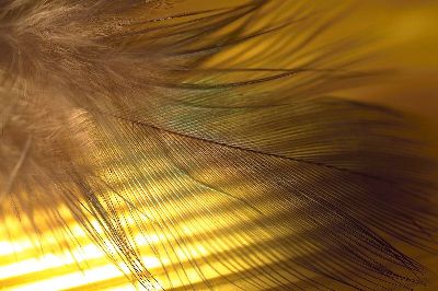 摄影-羽毛之七十一 特写 羽毛,装饰画