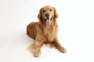 摄影-狗狗写真一 宠物 小狗,装饰画