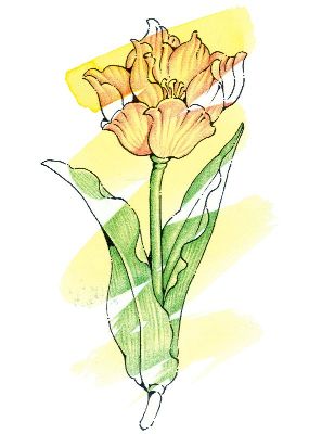 油画-素雅三 花卉