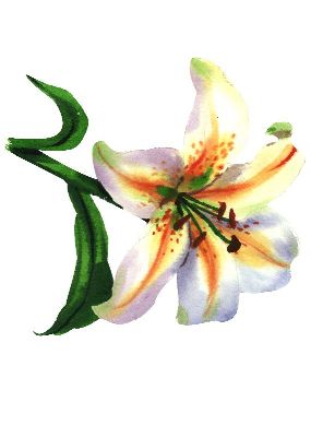 油画-七色花 花卉