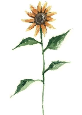 油画-向日葵 花卉