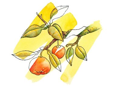 油画-水果树 花卉