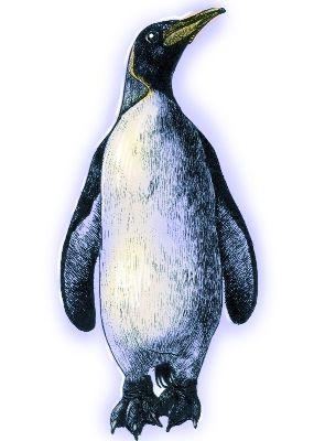 油画-企鹅 素描