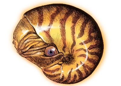 油画-海螺