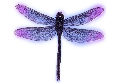 油画-紫蜻蜓 素描
