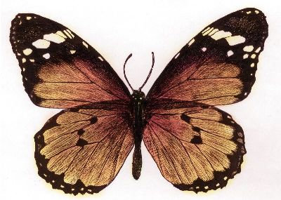 油画-蝴蝶