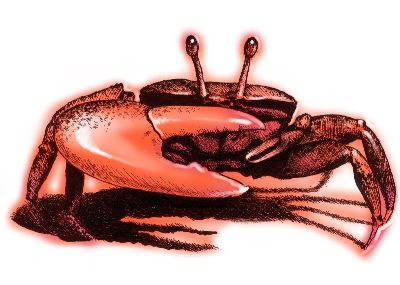 油画-螃蟹 素描