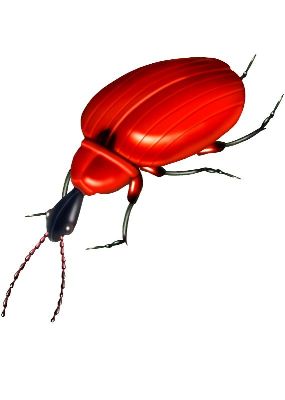 油画-甲虫十九 昆虫
