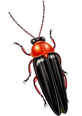 油画-甲虫十七 昆虫