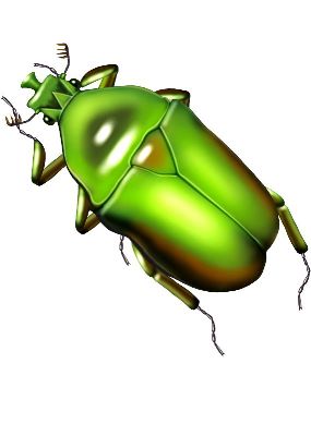 油画-甲虫十八 昆虫