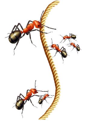油画-蚂蚁三 昆虫