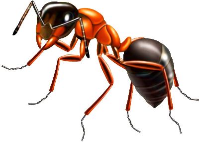 油画-蚂蚁二 昆虫