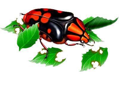 油画-瓢虫十七 昆虫