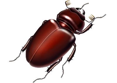 油画-甲虫六 昆虫