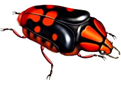 油画-瓢虫四 昆虫