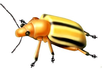 油画-瓢虫十六 昆虫