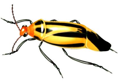 油画-甲虫二十五 昆虫