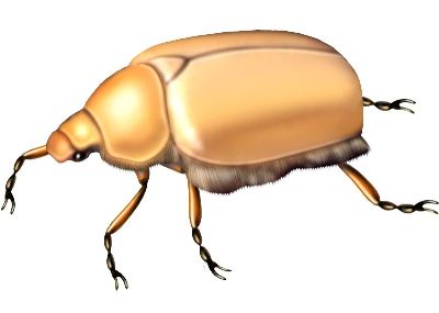 油画-甲虫一 昆虫