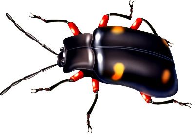 油画-甲虫十三 昆虫