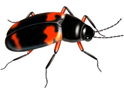 油画-甲虫十二 昆虫
