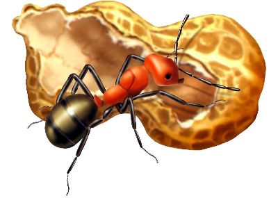 油画-蚂蚁五 昆虫
