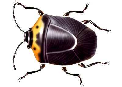 油画-甲虫二十二 昆虫