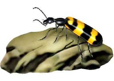 油画-蚂蚁一 昆虫