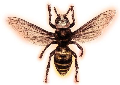 油画-蜜蜂一 昆虫