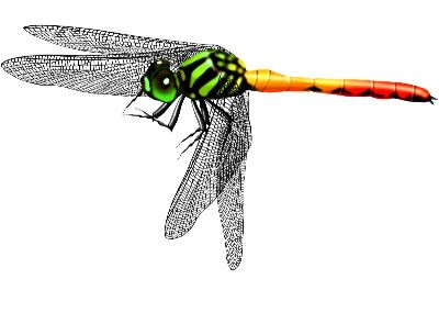油画-蜻蜓三 昆虫