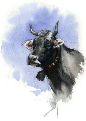 油画-水牛 牛
