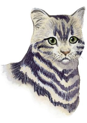油画-折耳猫 猫