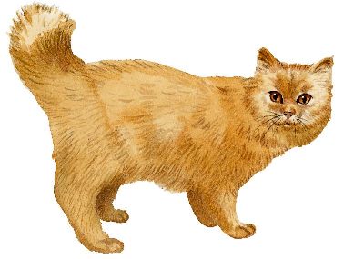 油画-加菲猫 猫