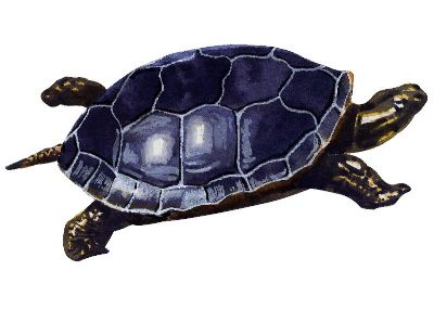 油画-乌龟 海洋生物