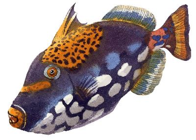 油画-鱼一 海洋生物