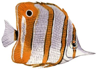 油画-燕鱼三 海洋生物