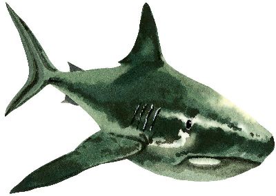 油画-鲨鱼 海洋生物