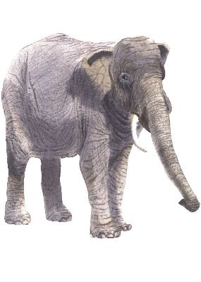 油画-象一 野生动物