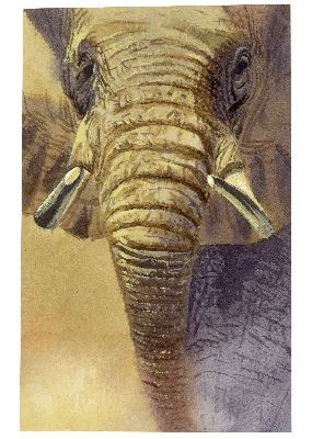 油画-大象特写 野生动物