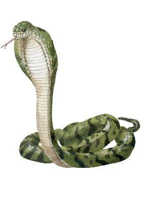 油画-眼镜蛇
