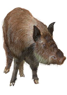 油画-野猪 野生动物