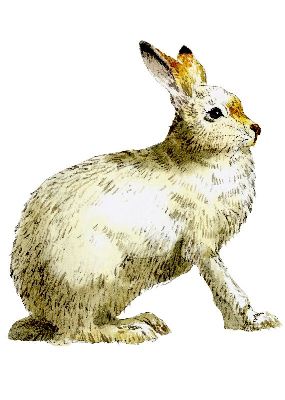 油画-兔子 野生动物