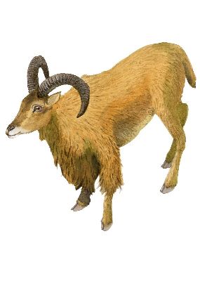 油画-羚羊 野生动物