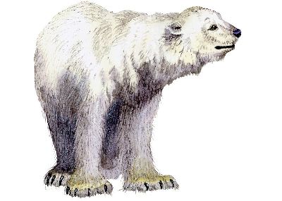 油画-北极熊 野生动物