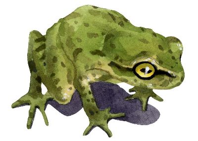 油画-青蛙 野生动物