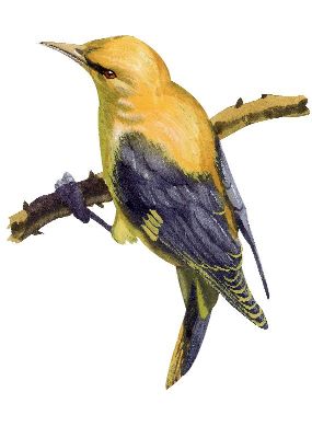 油画-黄鹂 鸟