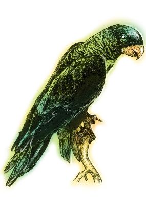 油画-鹰 鸟